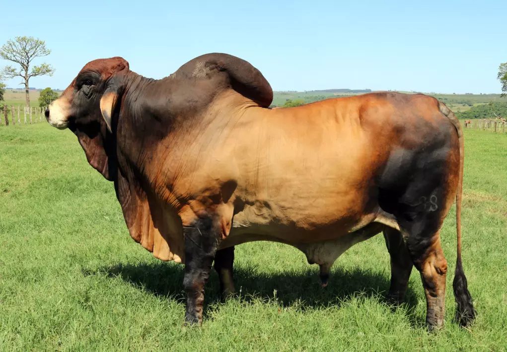 Conheça o touro da raça Brahman mais pesado do Brasil