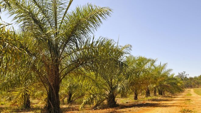 Nova soja: Árabes investem bilhões na planta promissora que pode substituir a soja