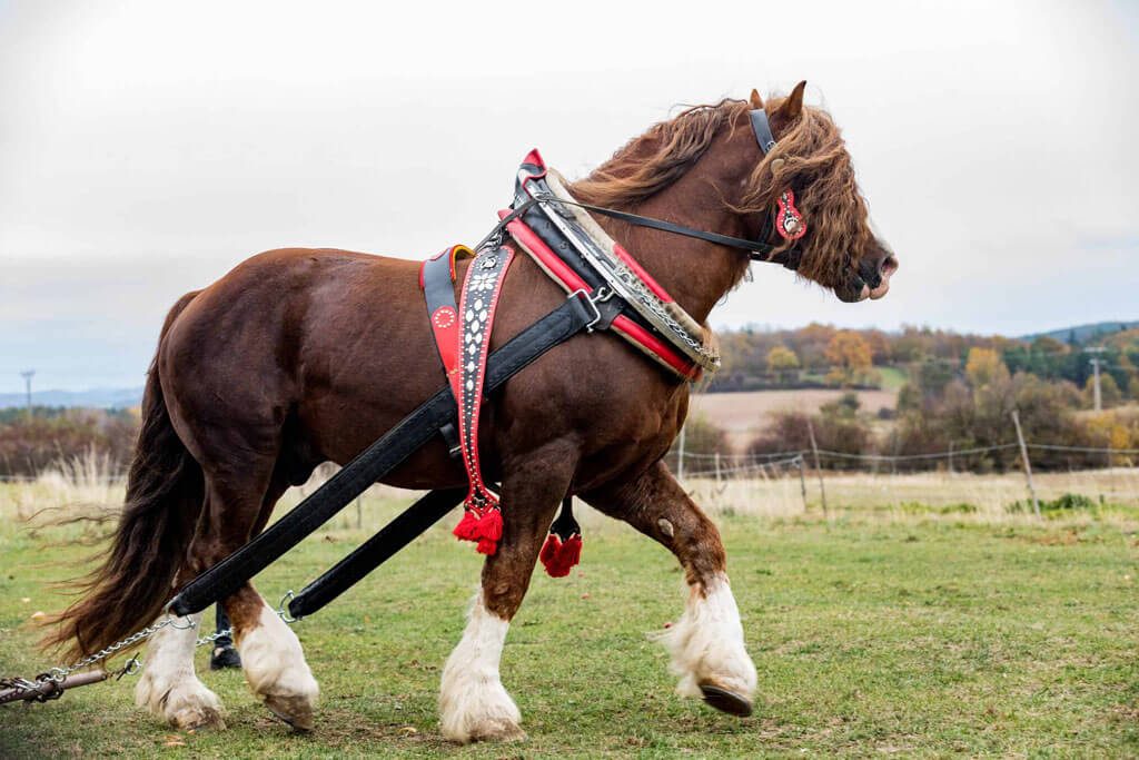 Cavalos gigantes existem? Criador impressiona internet com tamanho dos animais