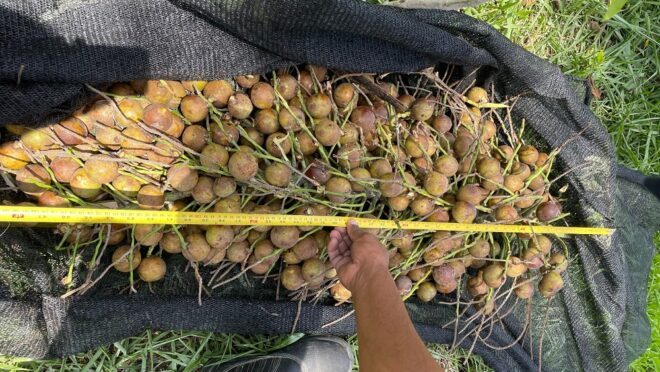 Nova soja: Árabes investem bilhões na planta promissora que pode substituir a soja