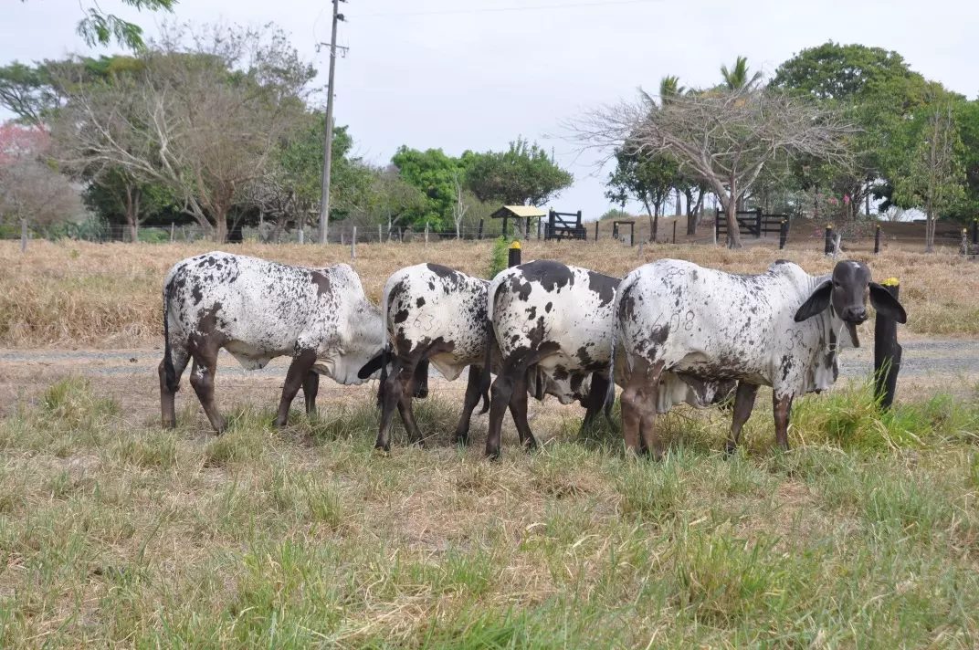 Raça Sardo Negro: Conheça um dos tesouros da pecuária brasileira