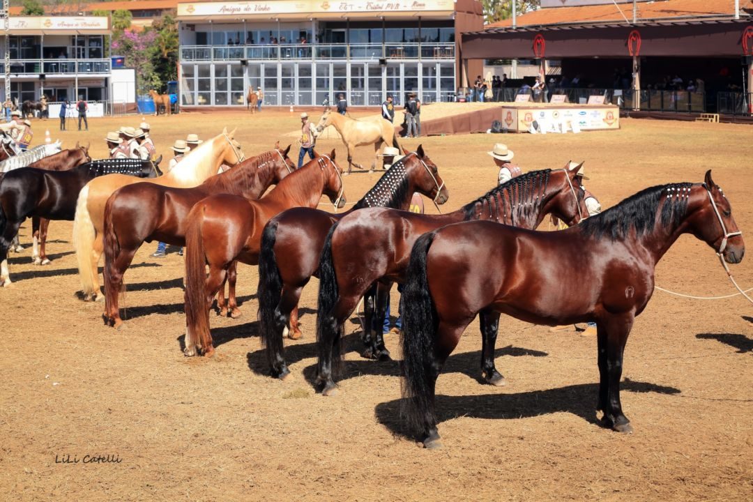 Exposição de Mangalarga atrai 1.500 cavalos e expositores de 16 estados do BR