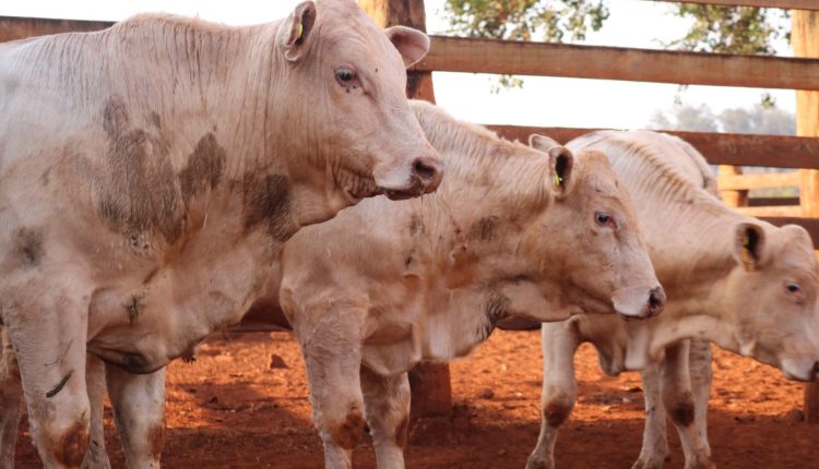 manejo da prova de eficiencia do canchim iz de sertaozinho