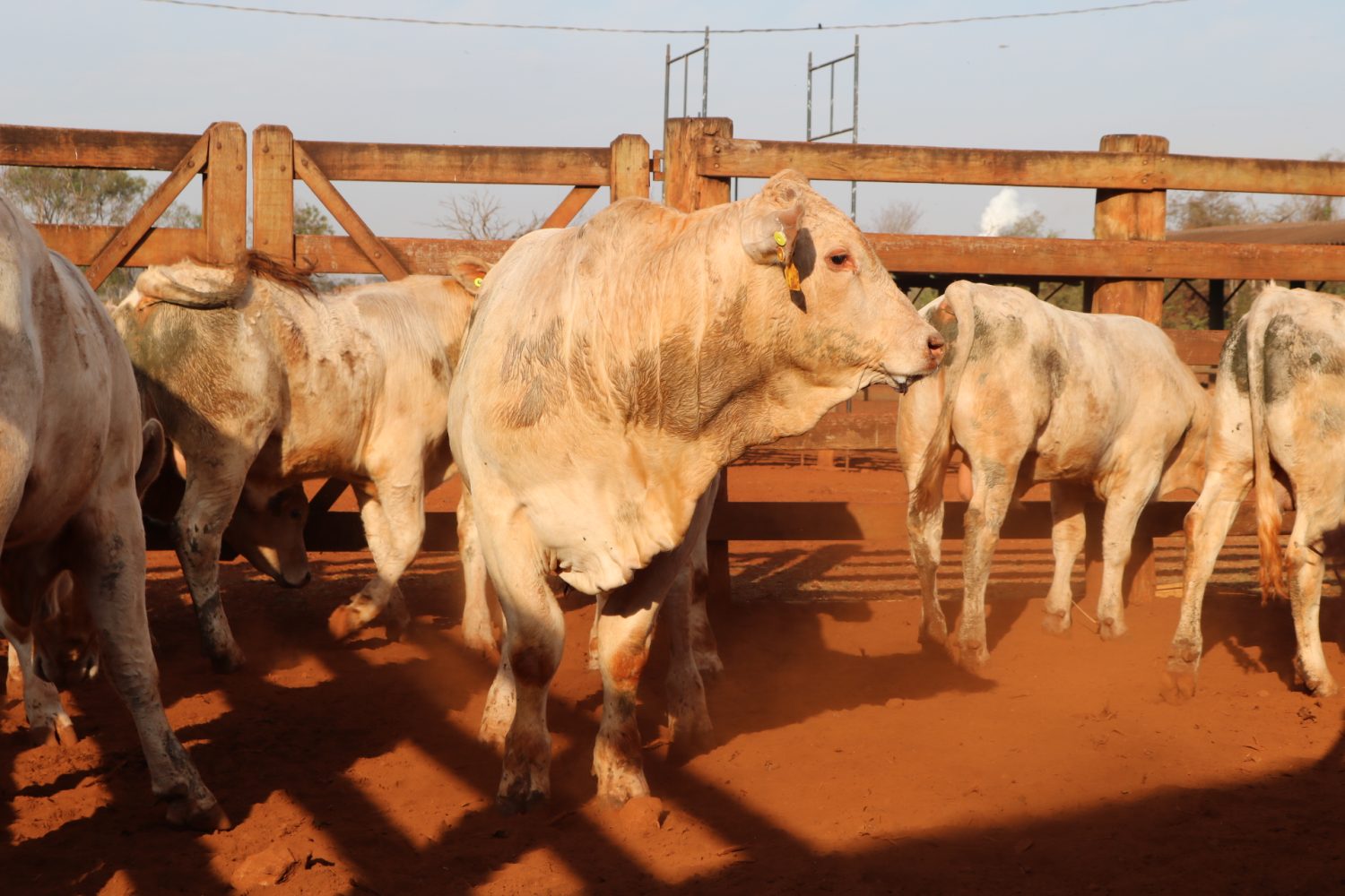 manejo da prova de eficiencia do canchim iz de sertaozinho