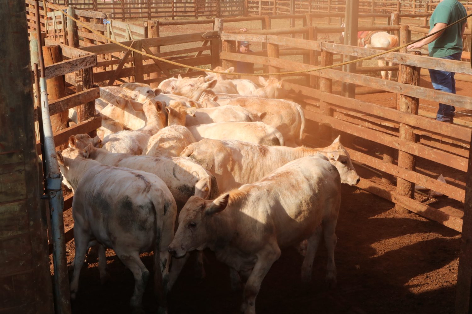 manejo da prova de eficiencia do canchim iz de sertaozinho