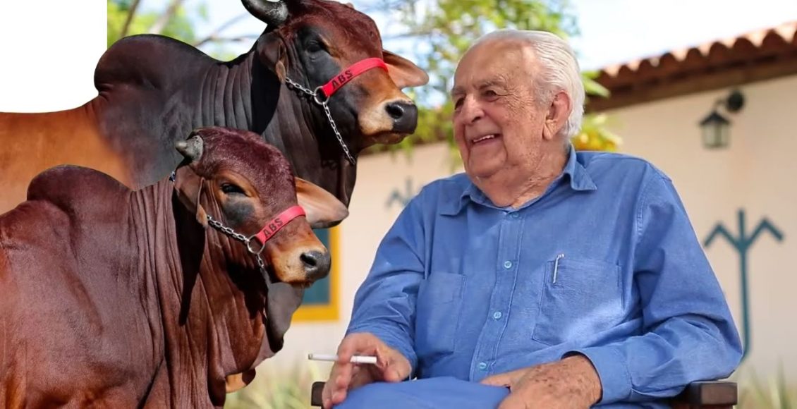 manelito dantas e gado da raca sindi