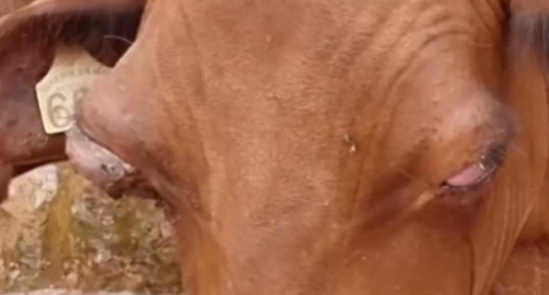 Leucose Enzoótica Bovina