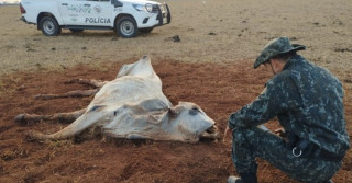 multa por maus tratos a animais