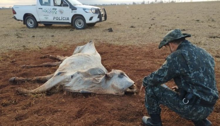 multa por maus tratos a animais