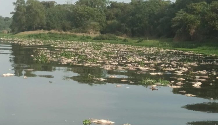 Mortandade de peixes em rio de SP pode passar de 100 toneladas, diz associação