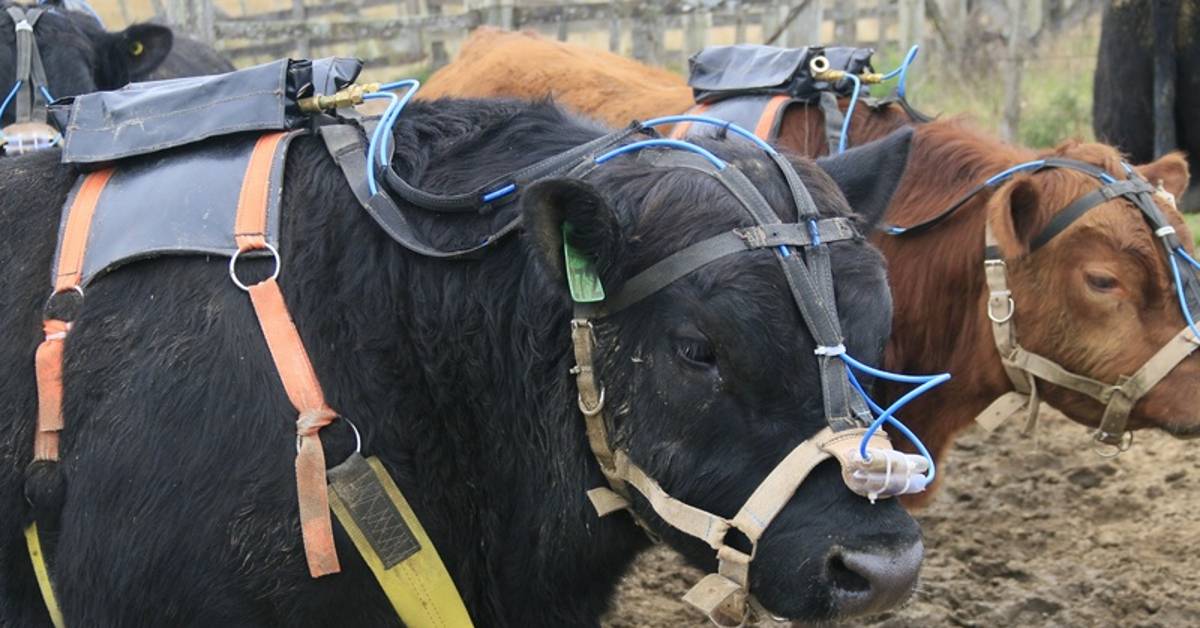 Prova de medição de metano ruminal envolve 25 touros da raça Angus