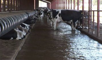 sistema de flushing na pecuária leiteira - capa