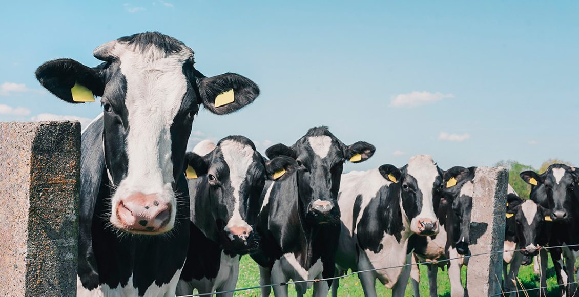 maior fazenda leiteira da Nova Zelândia