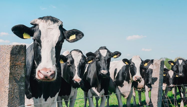 maior fazenda leiteira da Nova Zelândia