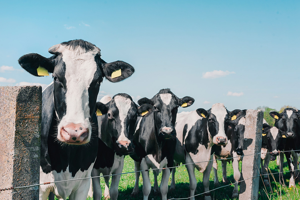 maior fazenda leiteira da Nova Zelândia