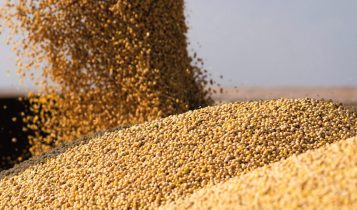 08-2024-faesp-informa-soja