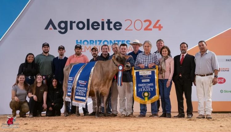 Campeã de Gado Jersey Adulto no Agroleite destaca qualidade e longevidade