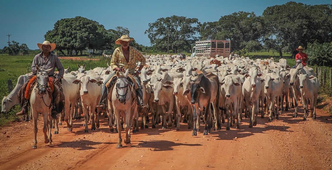 venda de gado em áreas com recuperação ambiental