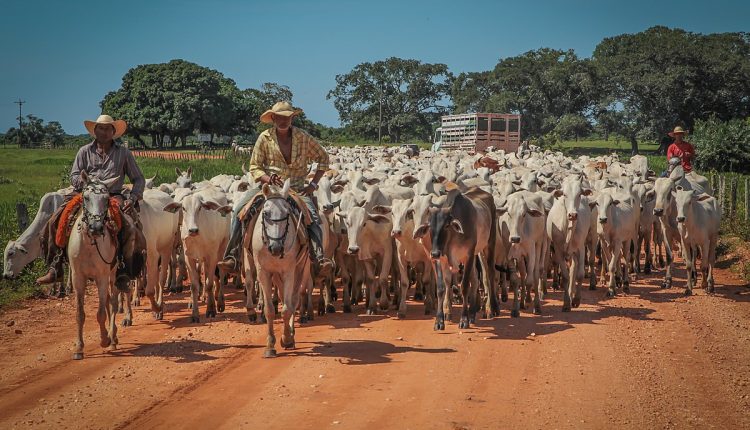 venda de gado em áreas com recuperação ambiental