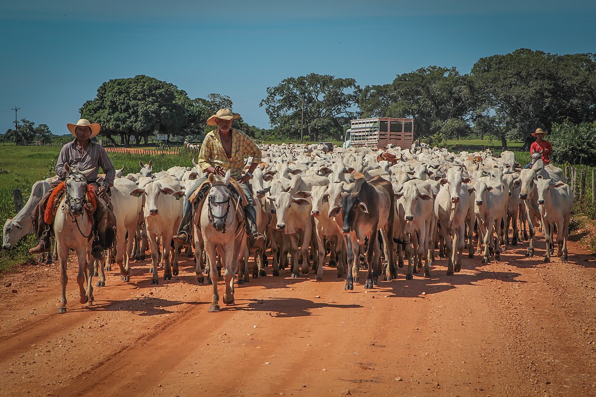 venda de gado em áreas com recuperação ambiental