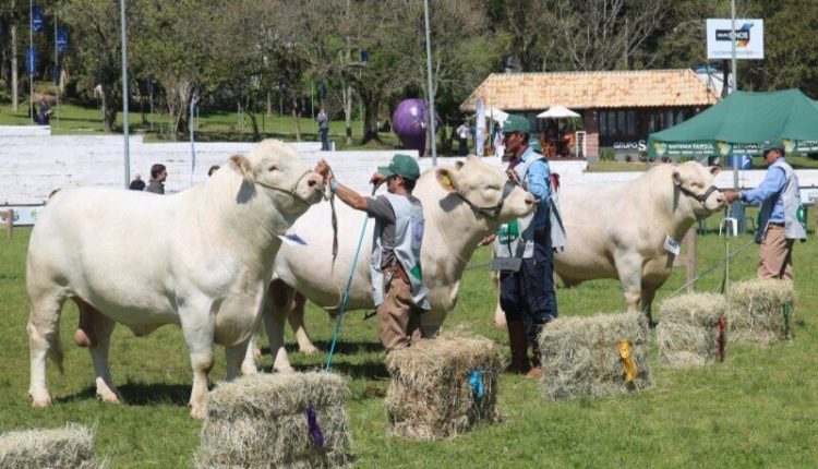 Na Expointer da superação, Charolês apresenta crescimento de representação