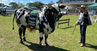 Touro Brahdo - Macho campeão da Nelore pelagens. Foto: Isaías Rheinheimer/GES-Especial