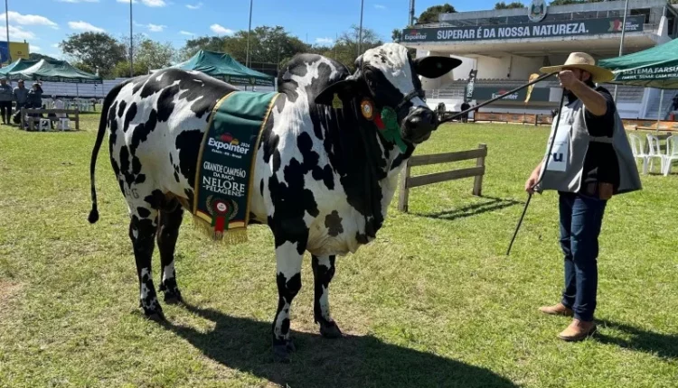 Touro Brahdo - Macho campeão da Nelore pelagens. Foto: Isaías Rheinheimer/GES-Especial