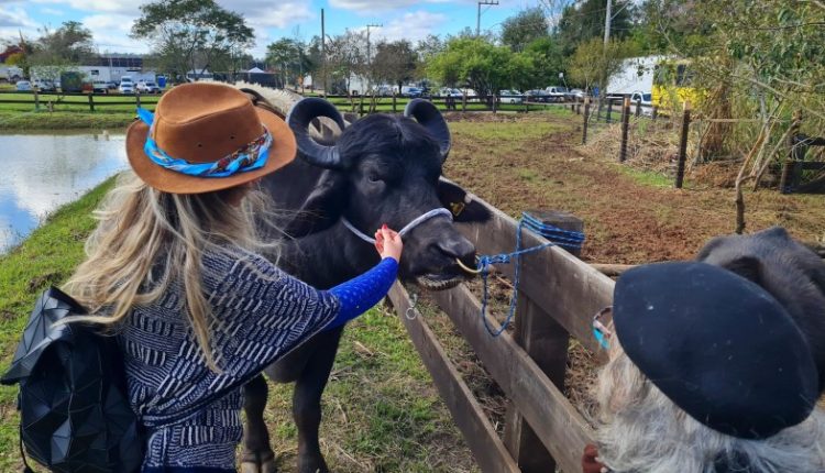 Búfalo “Soberano”, de 798 kg, é destaque no estande da Emater