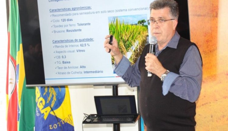 Irga lança cultivar 432 na Expointer