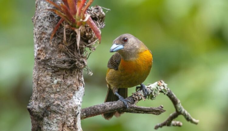 México abre mercado para exportação de aves de exibição e reprodução