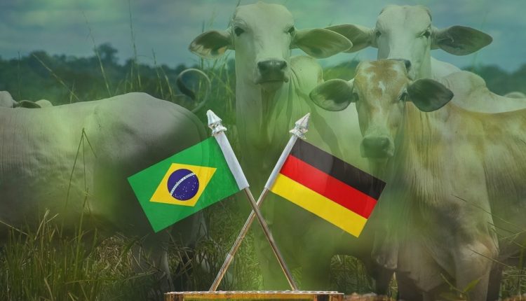 Alemanha e brasil setor agropecuario gado pecuaria