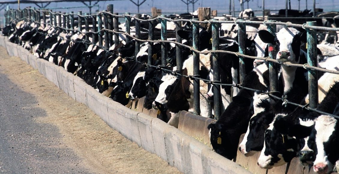 Beef-on-Dairy Feedlot