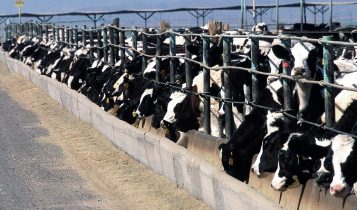 Beef-on-Dairy Feedlot
