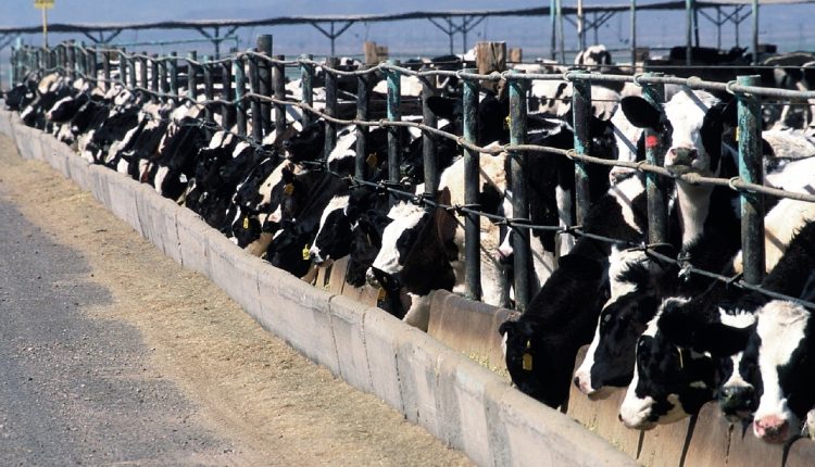 Beef-on-Dairy Feedlot