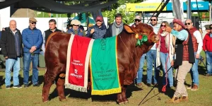 Brangus milei campeao braguns expointer 2024