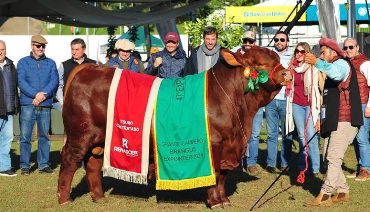 Brangus milei campeao braguns expointer 2024