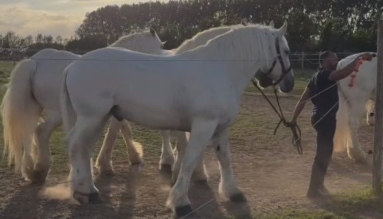 CAVALOS PERCHERON