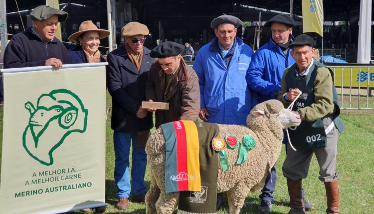 Campeao Merino Australiano - Credito Tatiana Py Dutra