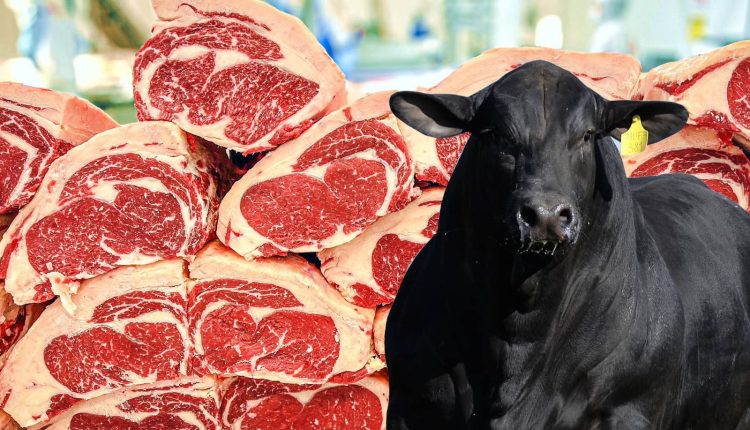 Gabiru pode produzir uma carne de altissima qualidade angus