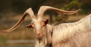 Golden Guernsey Goat