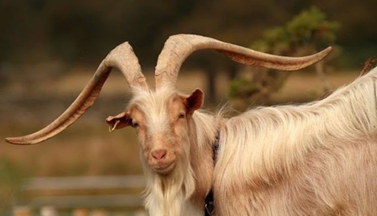 Golden Guernsey Goat