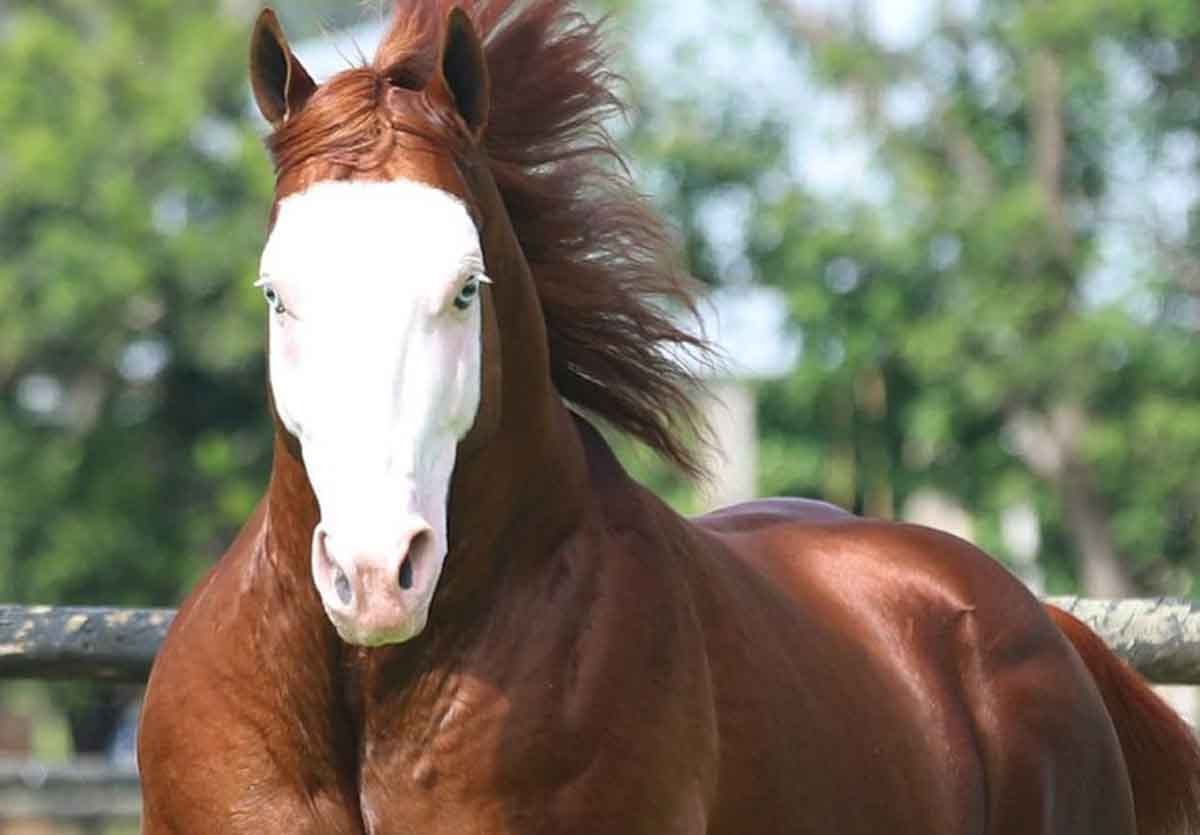 Haras realiza maior leilão de cavalos Quarto de Milha do país