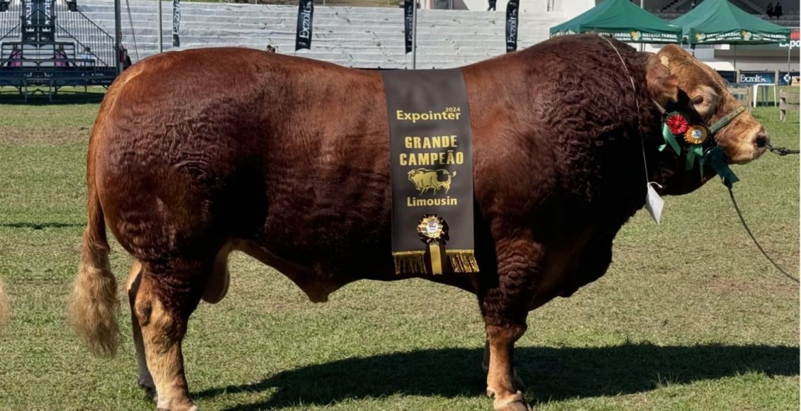 Hudson da Boa Esperanca - Touro Limousin Expointer 2024