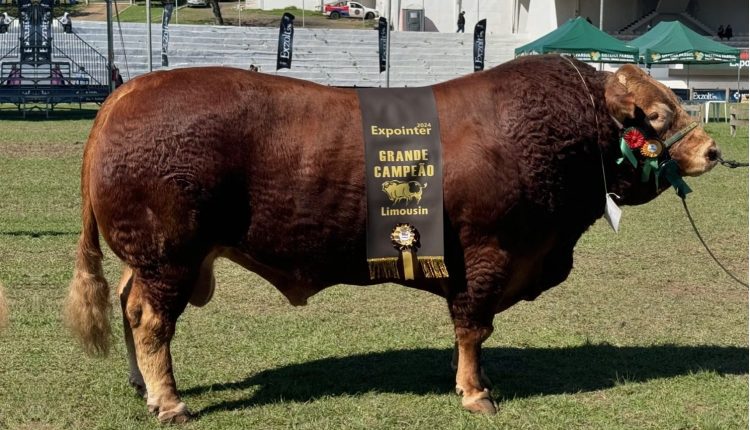 Hudson da Boa Esperanca - Touro Limousin Expointer 2024