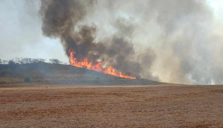 Por meio do Fundo de Expansão do Agronegócio Paulista (Feap), o produtor afetado terá acesso a R$50 mil, com juro zero, para custeio emergencial.