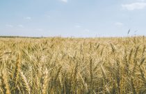 Nova cultivar de trigo apresenta alto potencial produtivo