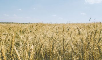 Nova cultivar de trigo apresenta alto potencial produtivo