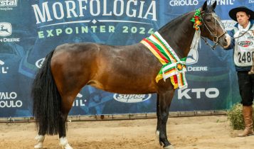 Cavalo Crioulo - Pacita Cala Bassa / Foto: João Morais