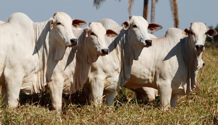 Pacote nutricional personalizado ajuda Fazenda Jaburi a ter sucesso na pecuaria em Rondonia