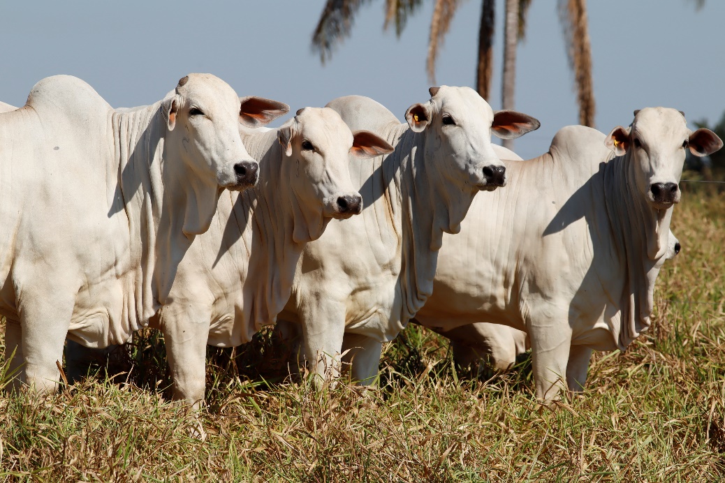 Pacote nutricional personalizado ajuda Fazenda Jaburi a ter sucesso na pecuaria em Rondonia